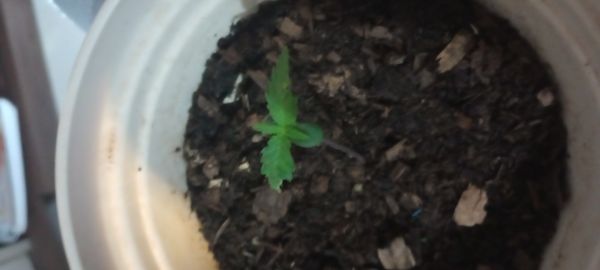 Identificação da planta Maconha por foto