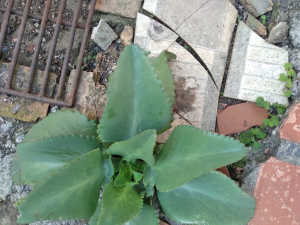 Identificação da planta Aranto por foto
