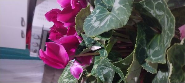 Identificação da planta Ciclame por foto