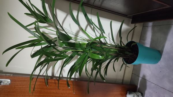 Identificação da planta Palmeira-ráfis por foto