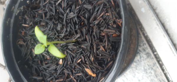 Identificação da planta Língua-de-gato por foto