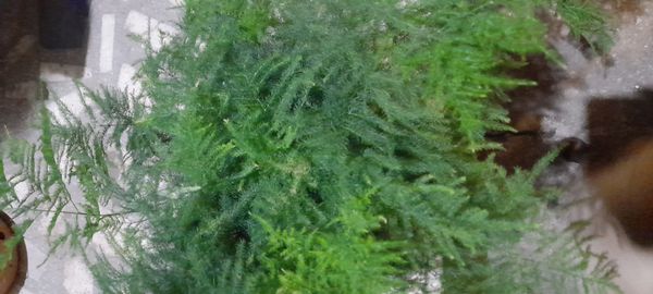Identificação da planta Aspargo-samambaia por foto