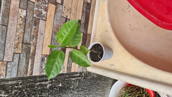 Identificação da planta Maracujá por foto