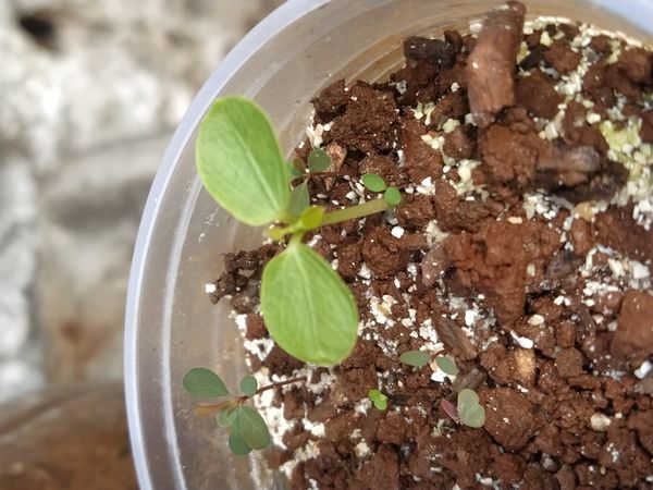 Identificação da planta Hibisco-frágil por foto