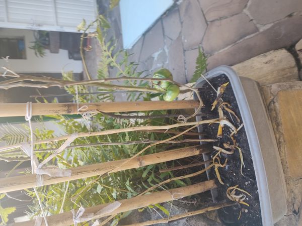 Identificação da planta Tomate por foto