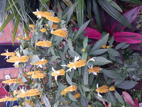 Identificação da planta Língua-de-sogra por foto