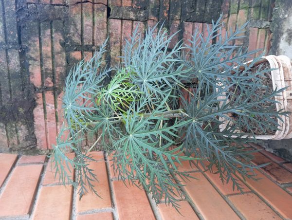 Identificação da planta Pinhão-manso por foto