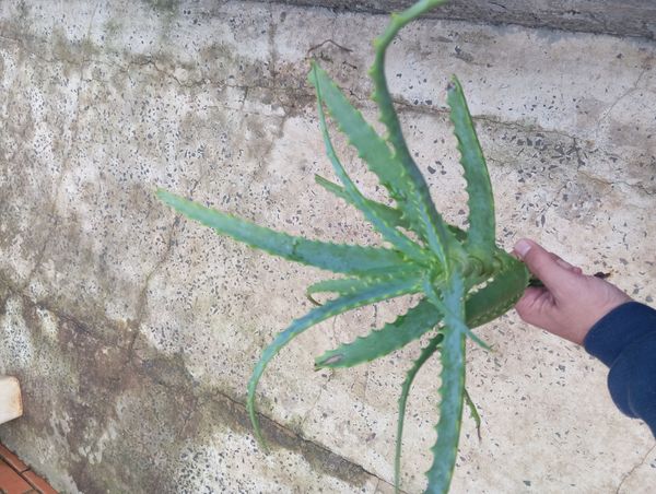Identificação da planta Babosa por foto
