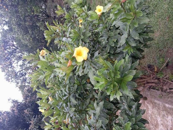 Identificação da planta Allamanda-anã por foto