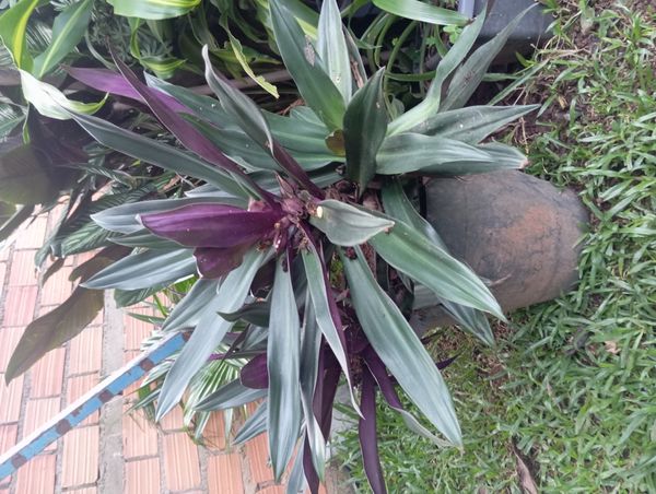 Identificação da planta Abacaxi-roxo por foto
