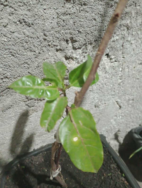 Identificação da planta Maracujá por foto