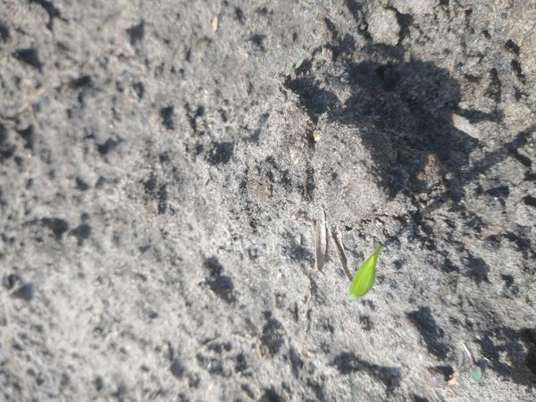 Identificação da planta Cipó-de-sapo por foto