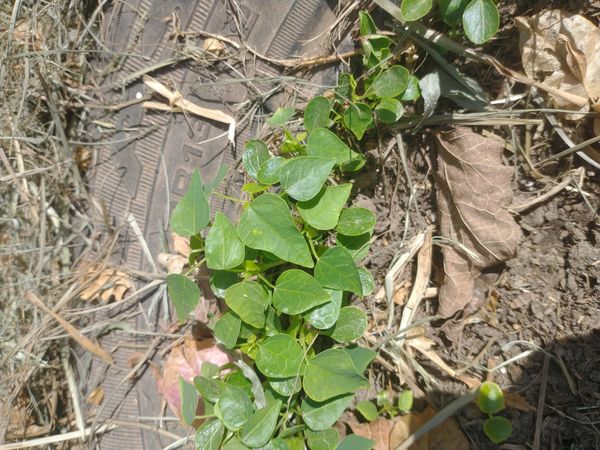 Identificação da planta Ervilha-do-mato por foto