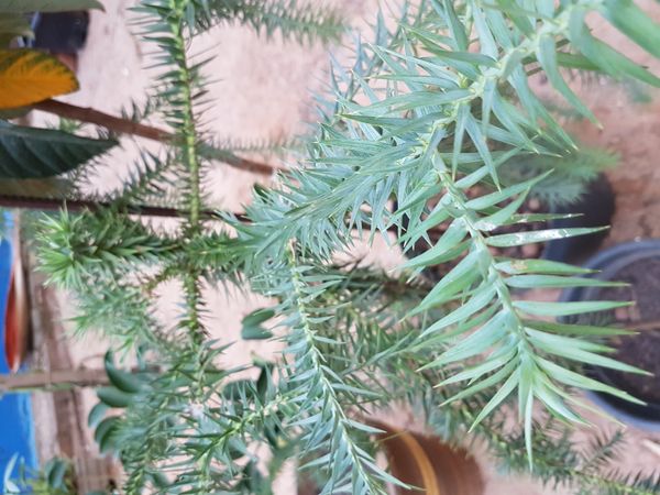 Identificação da planta Pinheiro-do-Paraná por foto