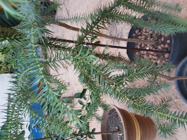 Identificação da planta Pinheiro-do-Paraná por foto
