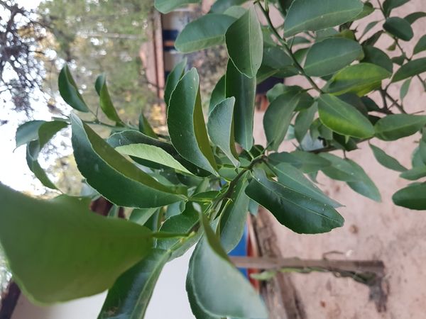Identificação da planta Limão galego por foto