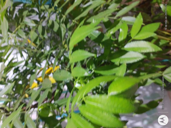 Identificação da planta Cajá-manga por foto
