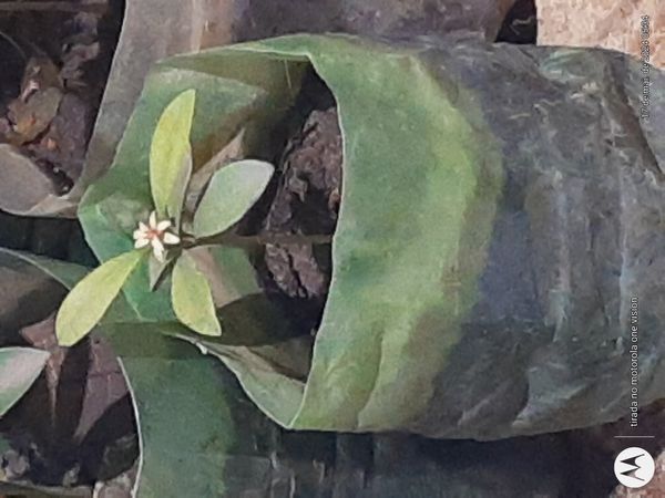 Identificação da planta Caqui por foto