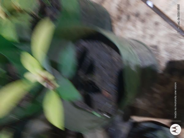 Identificação da planta Café-de-bugre por foto