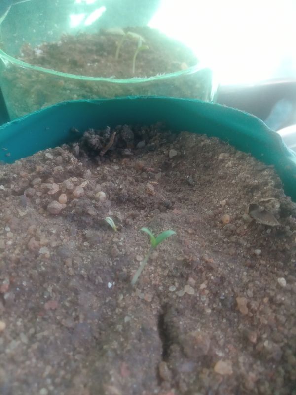 Identificação da planta Coentro por foto