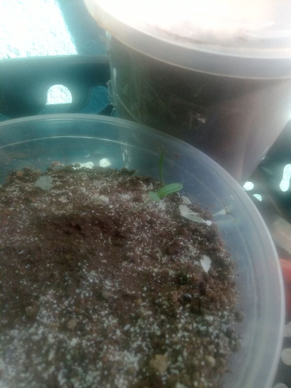 Identificação da planta Tomate por foto