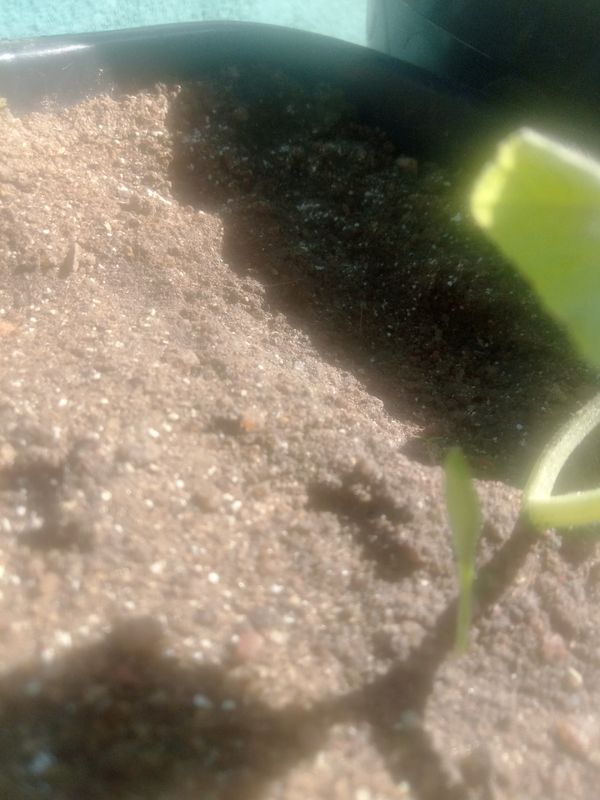 Identificação da planta Melão por foto