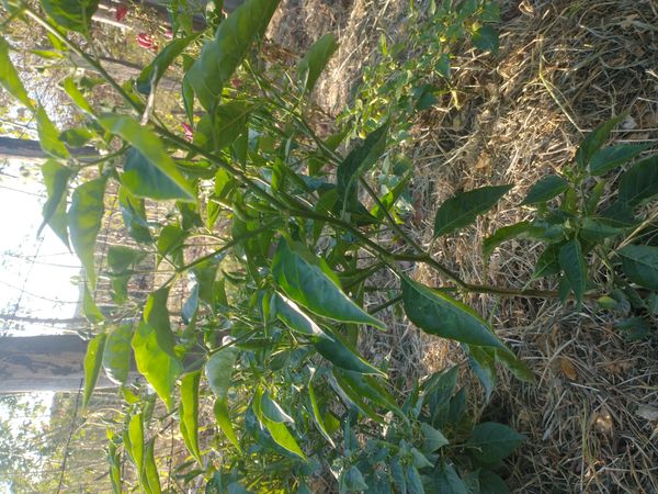 Identificação da planta Pimenta por foto