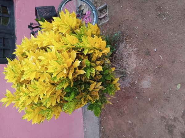 Identificação da planta Cróton por foto