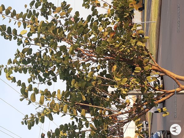 Identificação da planta Pata de Vaca por foto