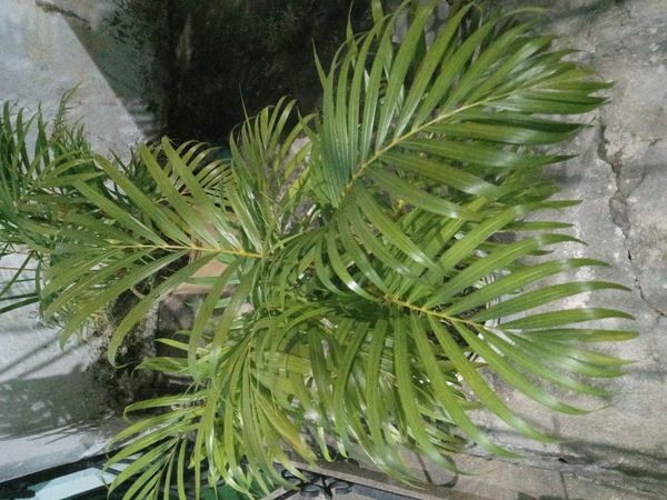 Identificação da planta Palmiste-de-maurício por foto