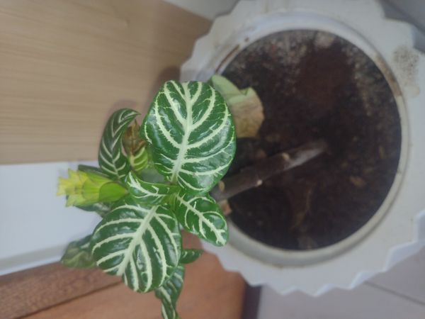 Identificação da planta Planta zebra por foto