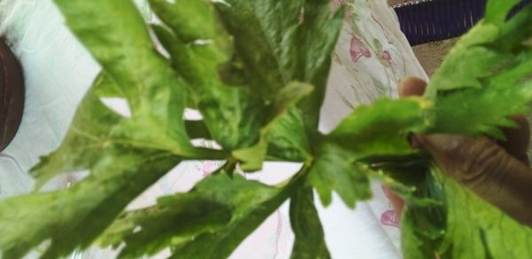 Identificação da planta Aipo por foto
