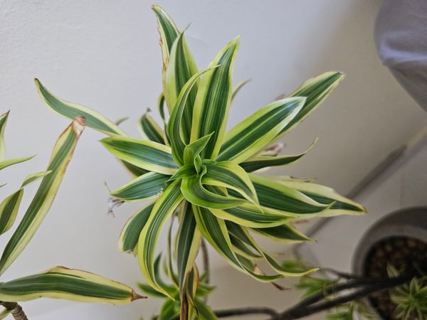 Identificação da planta Pleomele por foto