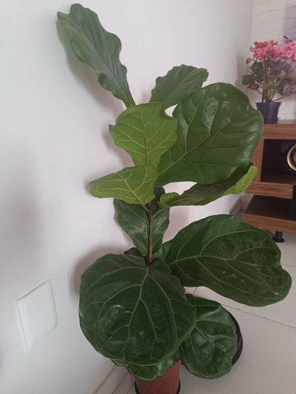 Identificação da planta Figueira-lira por foto