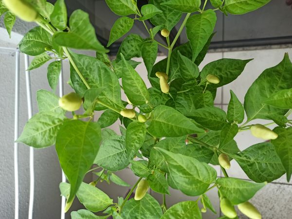 Identificação da planta Malagueta por foto