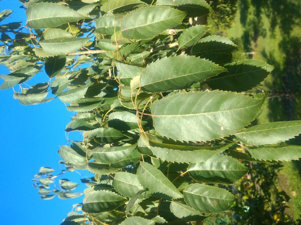 Identificação da planta Ipê-roxo por foto