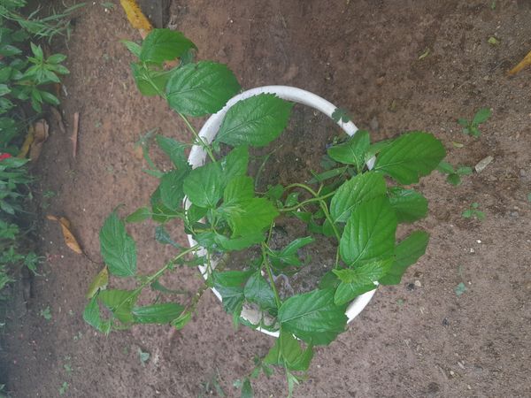 Identificação da planta Alfavaca por foto