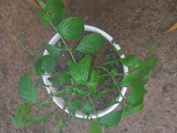 Identificação da planta Chanana por foto