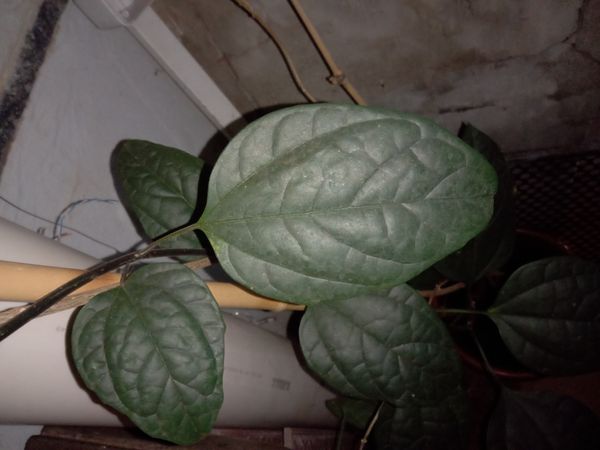 Identificação da planta Trepadeira Lágrima de cristo por foto
