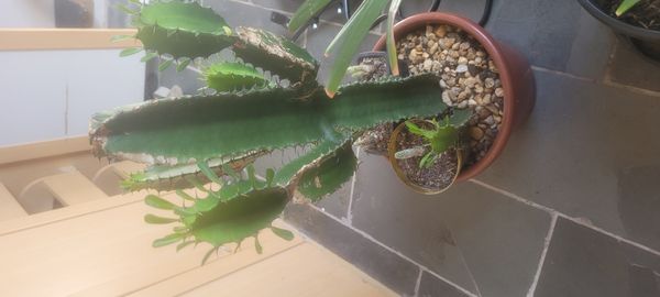 Identificação da planta Candelabro por foto