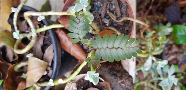 Identificação da planta Quebra-pedra por foto