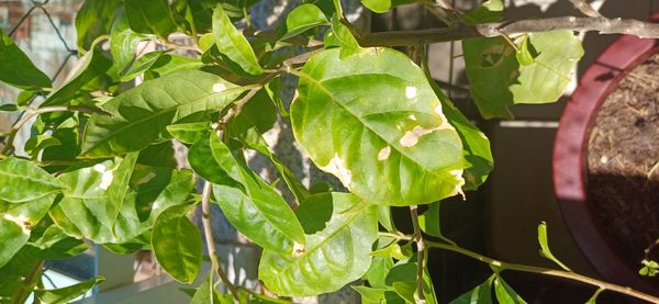 Identificação da planta Dama-da-noite-amarela por foto