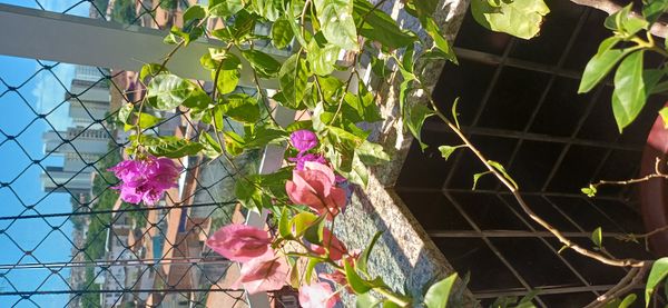 Identificação da planta Primavera por foto