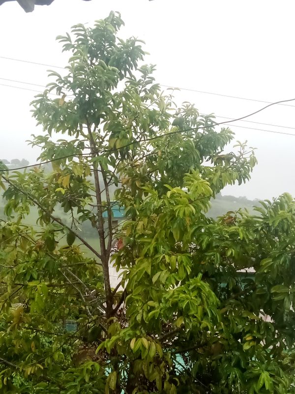 Identificação da planta Asam-gelugur por foto