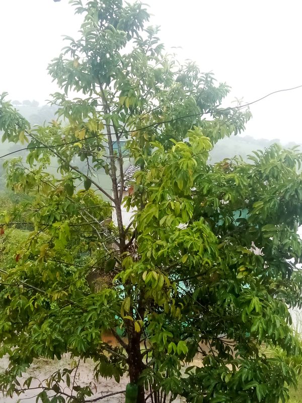 Identificação da planta Graviola por foto