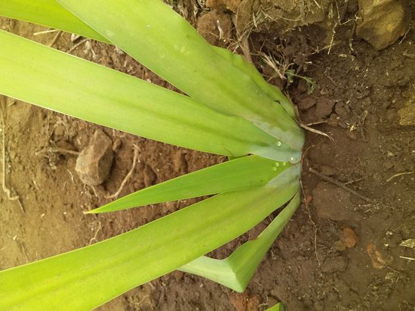 Identificação da planta Íris da Praia por foto