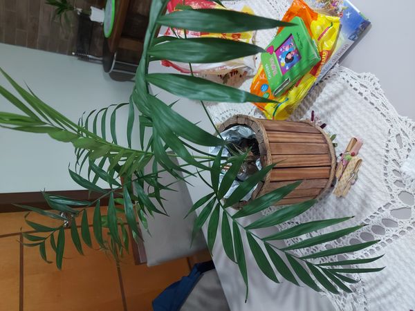 Identificação da planta Palmeira-ráfis por foto