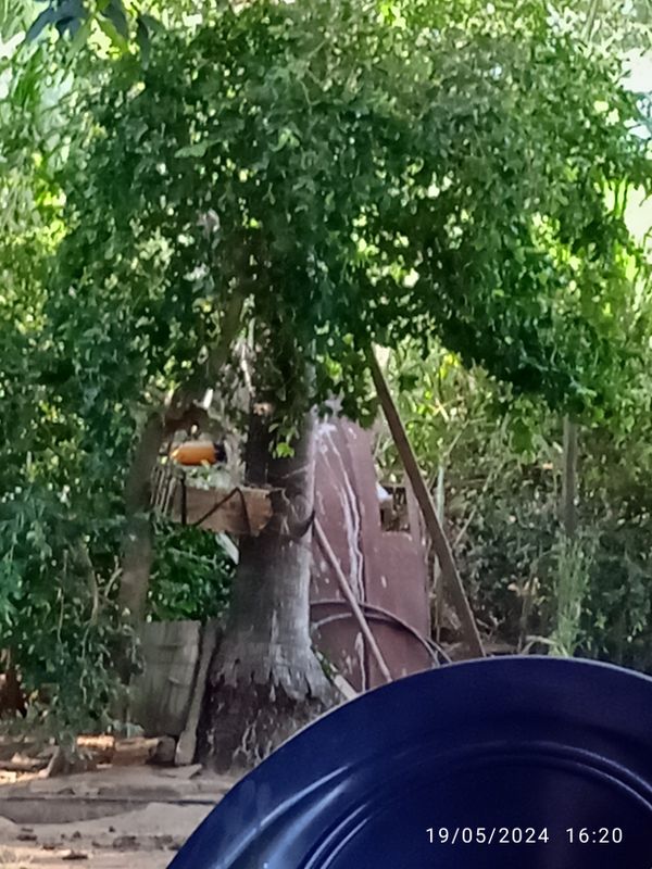 Identificação da planta Ebano por foto