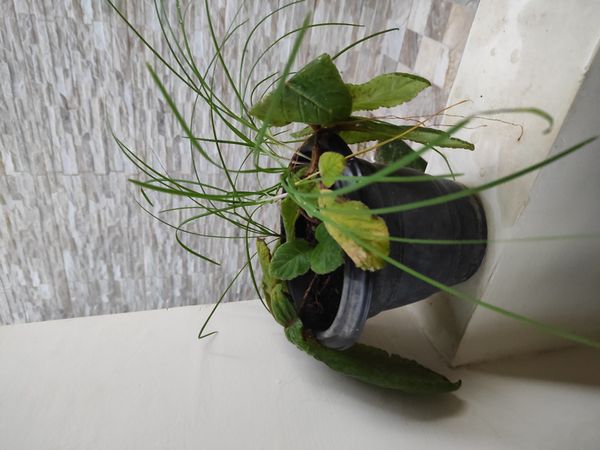 Identificação da planta Gloxínia por foto