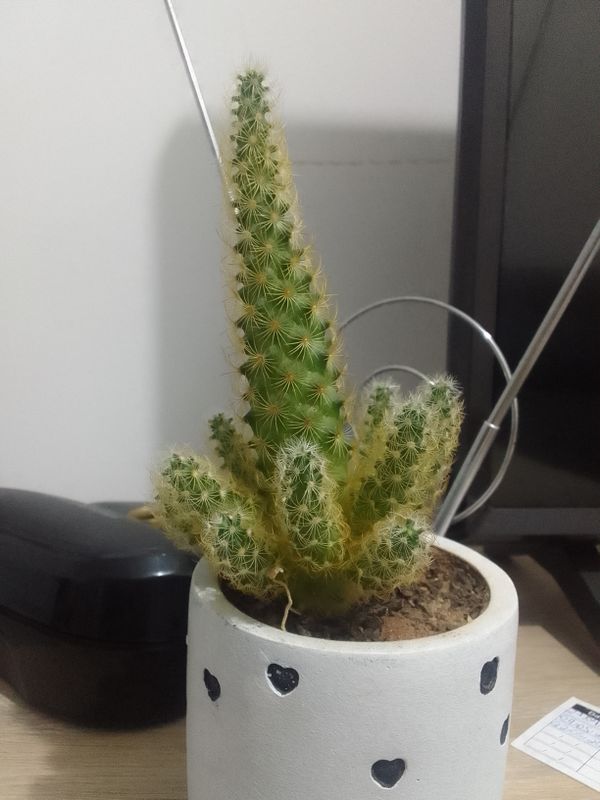 Identificação da planta Dedo-de-dama por foto